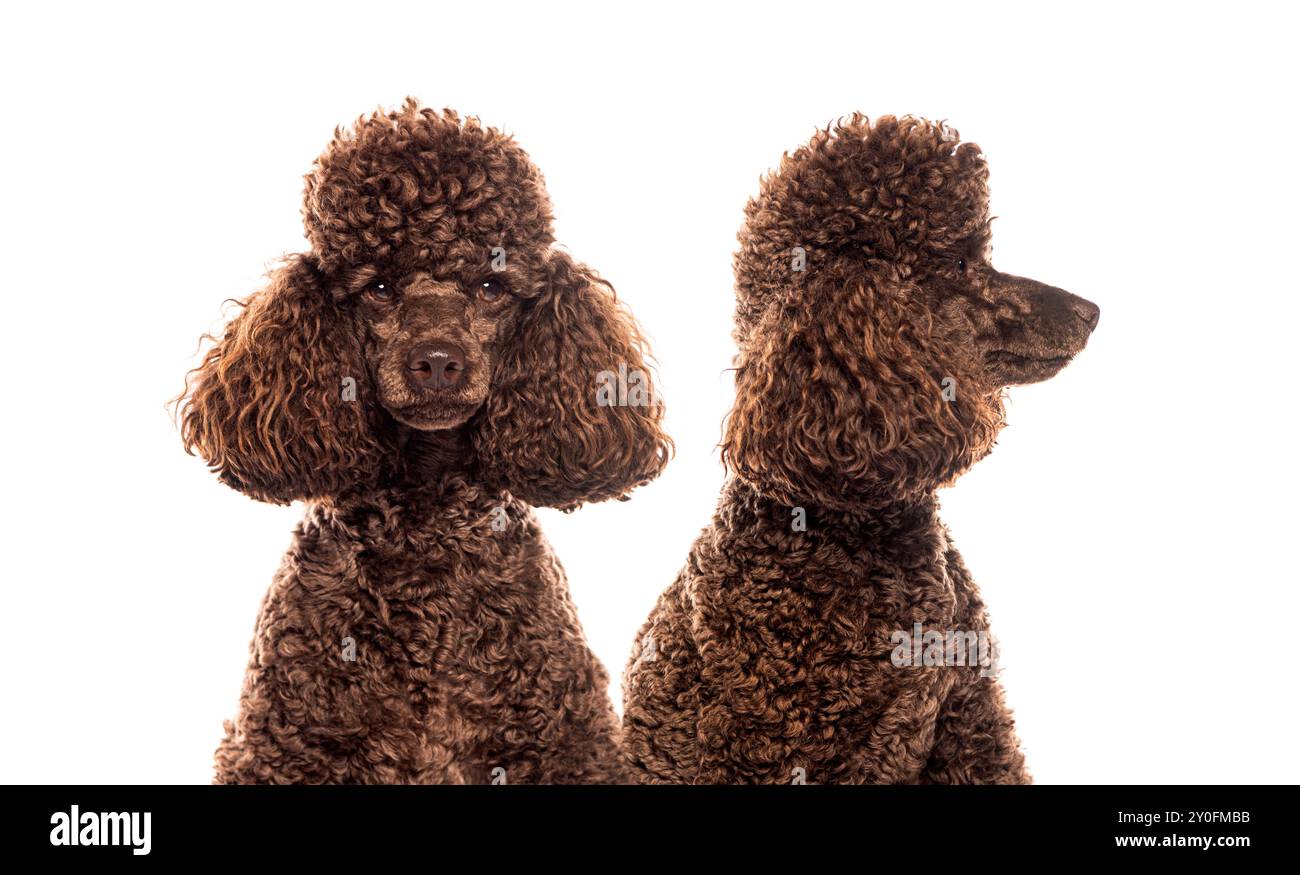 portrait de caniche brun ; face et profil, isolé sur fond blanc, l'un regardant vers l'avant et l'autre regardant sur le côté Banque D'Images