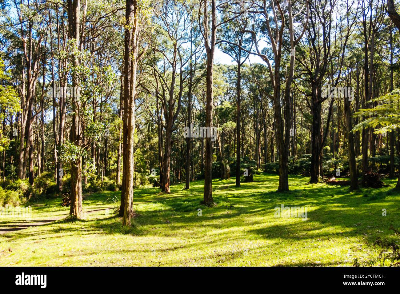 Basin Olinda Rd à Melbourne en Australie Banque D'Images