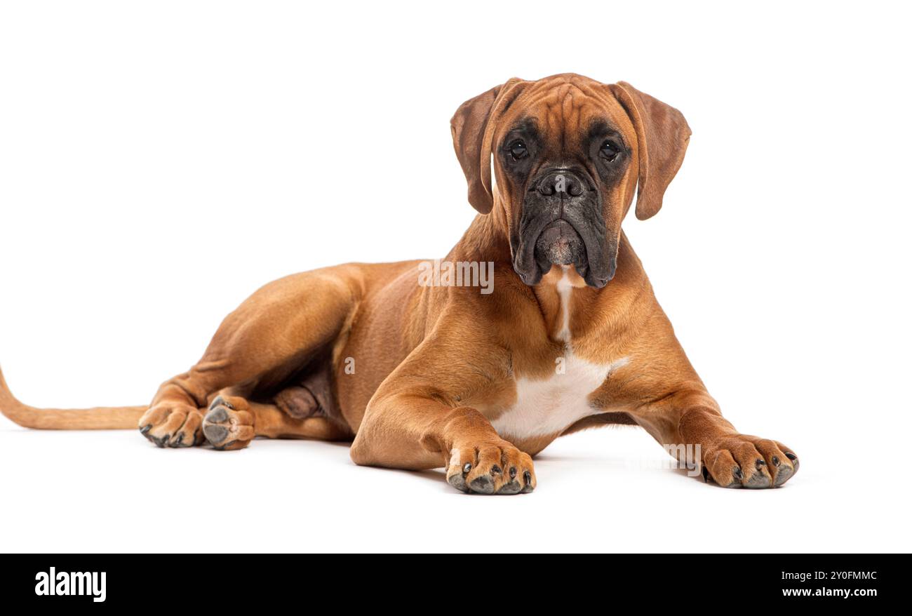 Boxer chien est allongé et regardant vers l'avant sur un fond blanc Banque D'Images