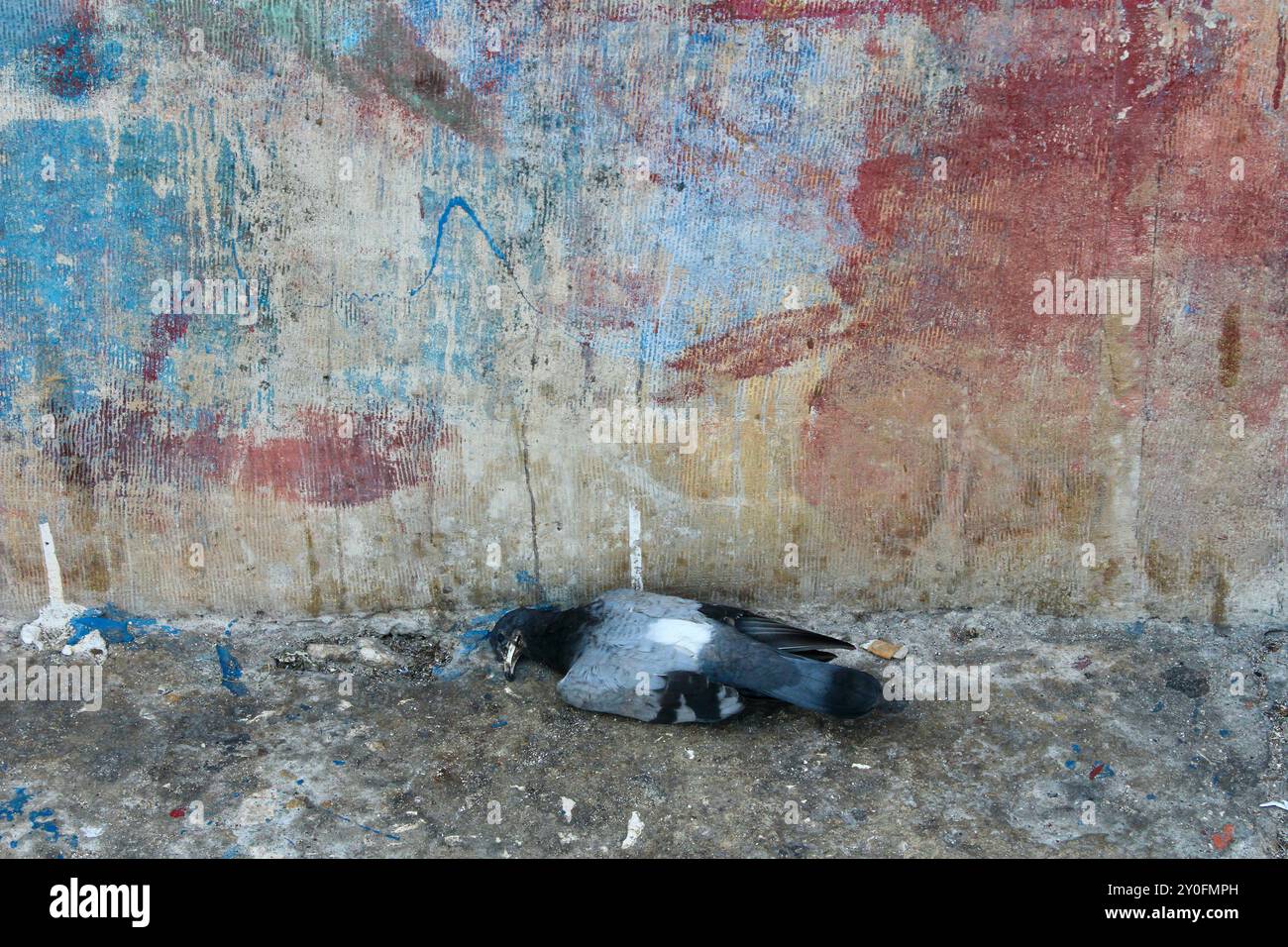 une peinture morte couchée sur le sol en béton à côté d'un mur peint en désordre ressemblant à une peinture renaissance still life monopoli italie Banque D'Images