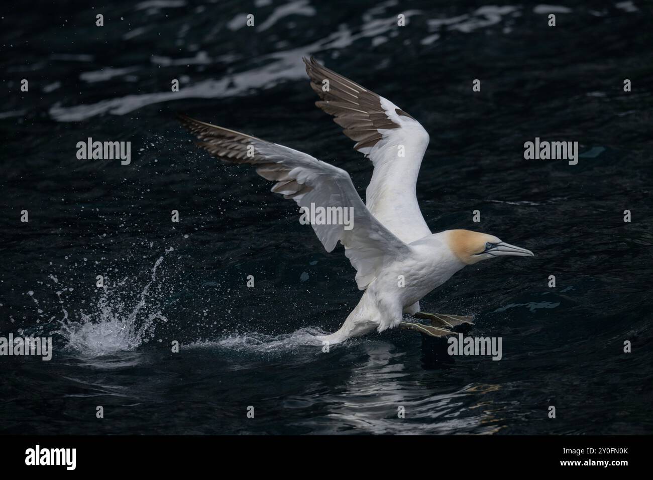 Gannet (Morus bassanus), décollage de la mer, Noss NNR, Shetland. Banque D'Images