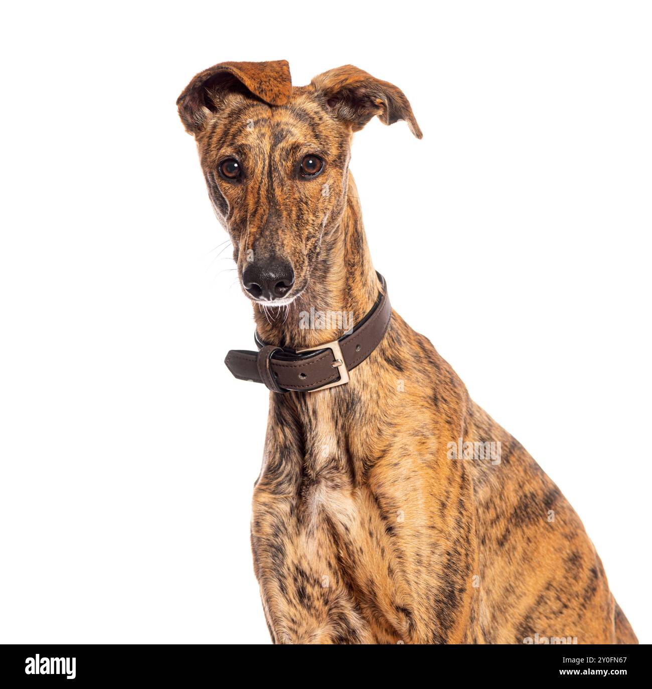 Chien Brindle galgo espanol avec un collier en cuir marron s'assoit et incline la tête sur un fond blanc Banque D'Images