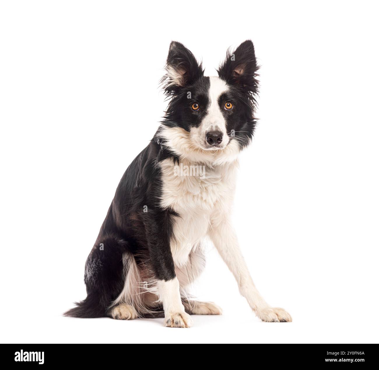Chien de collie de frontière assis et regardant vers l'avant sur un fond blanc Banque D'Images