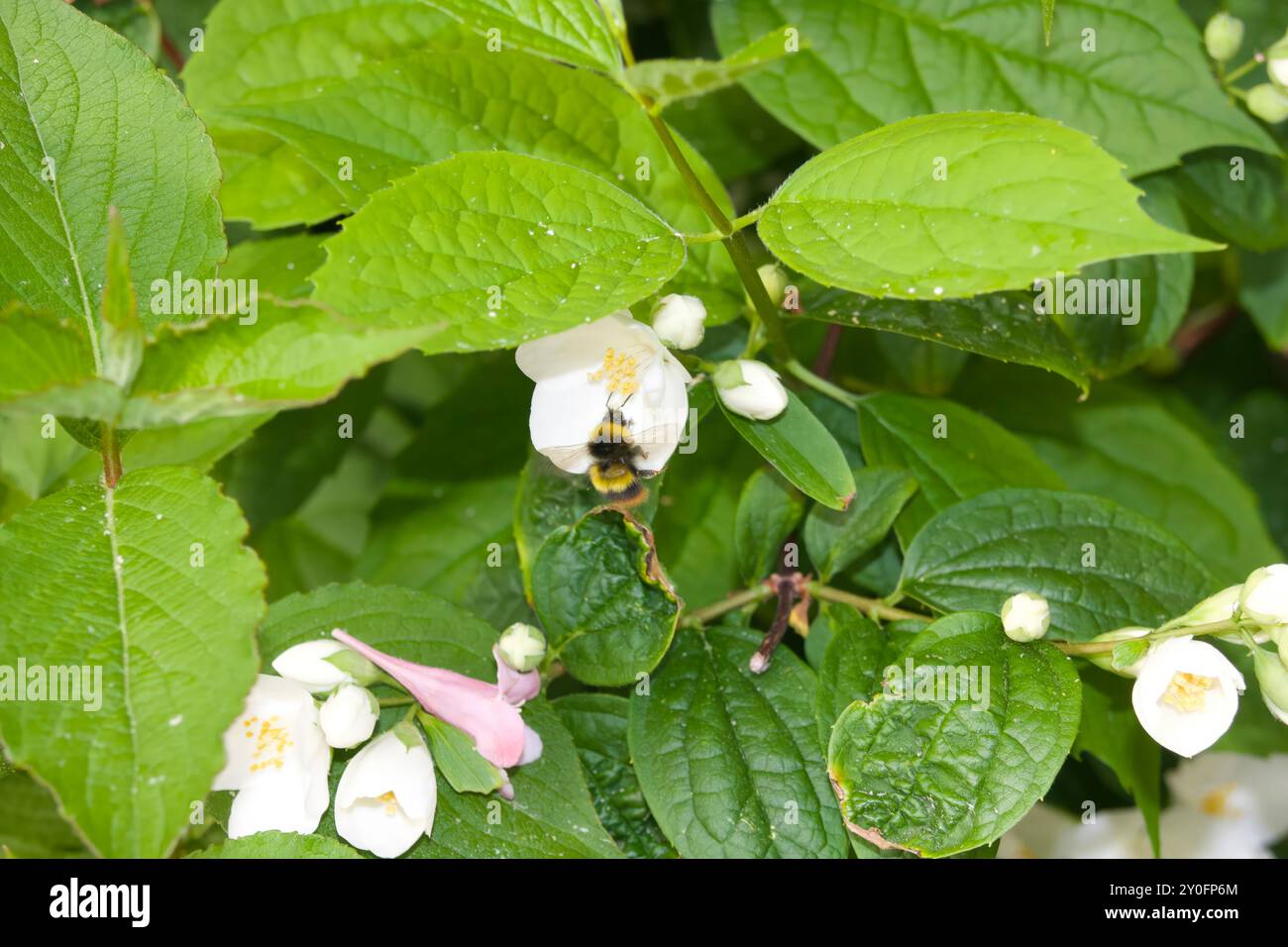 Bourdon fouillant / pollinisant des fleurs entourées de feuilles vertes dans la nature sauvage près d'un village Banque D'Images