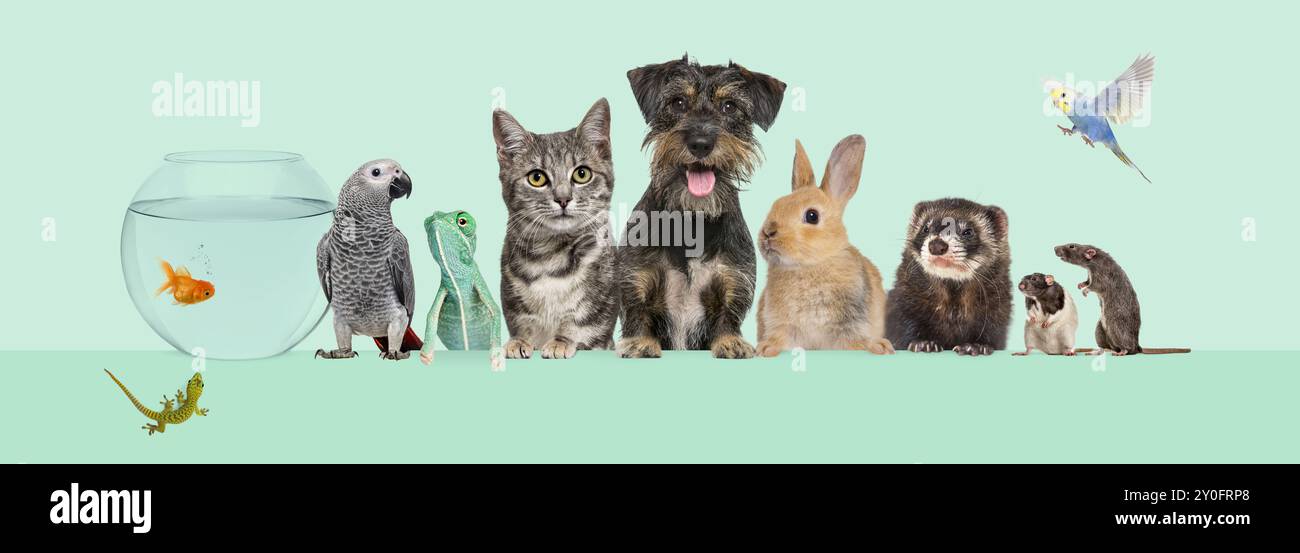 Groupe d'animaux ensemble sur une bannière Web vide pour placer du texte. Chats, chiens, lapin, furet, rongeur, poisson, reptile, oiseau Banque D'Images