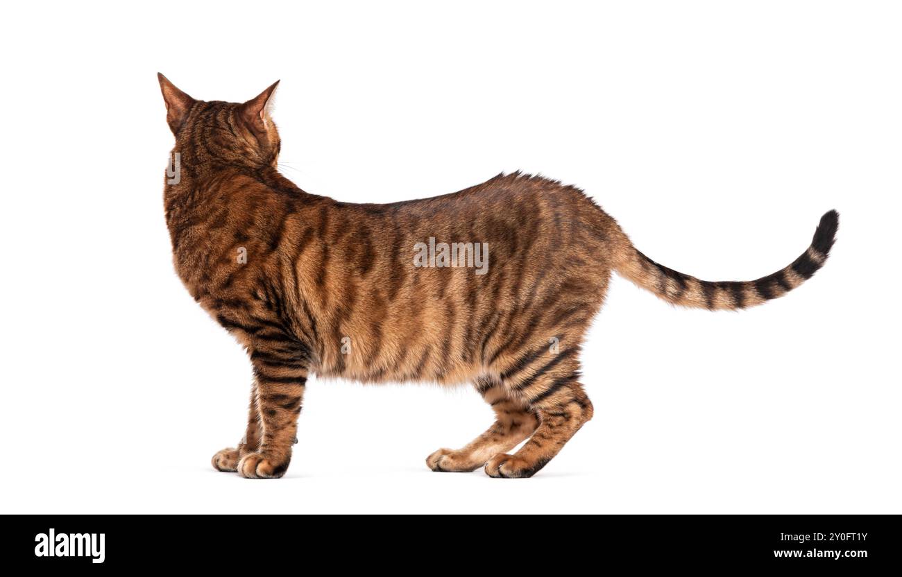Chat Toyger debout et regardant en arrière par-dessus son épaule avec une expression curieuse Banque D'Images