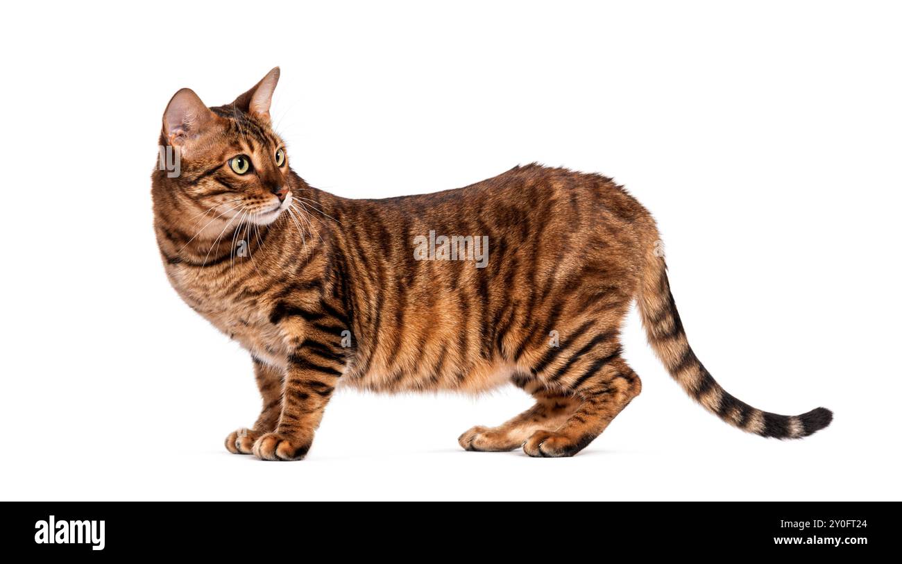 Chat Toyger avec fourrure rayée brune debout et regardant en arrière par-dessus son épaule sur un fond blanc Banque D'Images