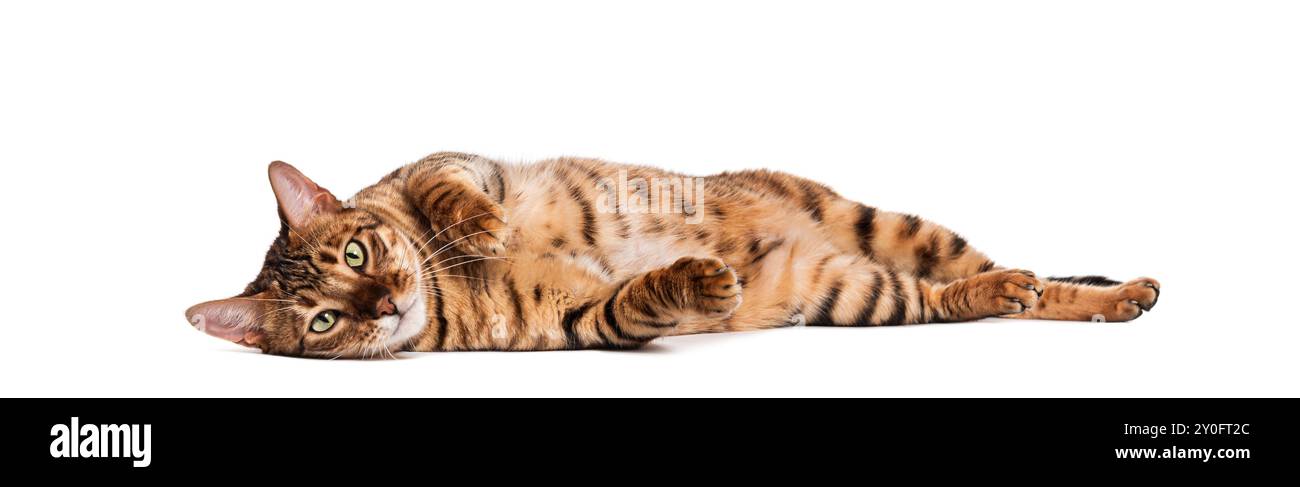 Adorable chat Toyger allongé sur le dos avec les pattes en l'air, profitant d'un moment de pur bonheur Banque D'Images