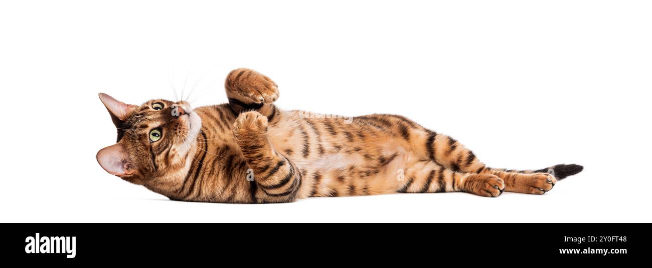 Toyger chat est allongé sur le dos avec ses pattes en l'air, l'air ludique Banque D'Images