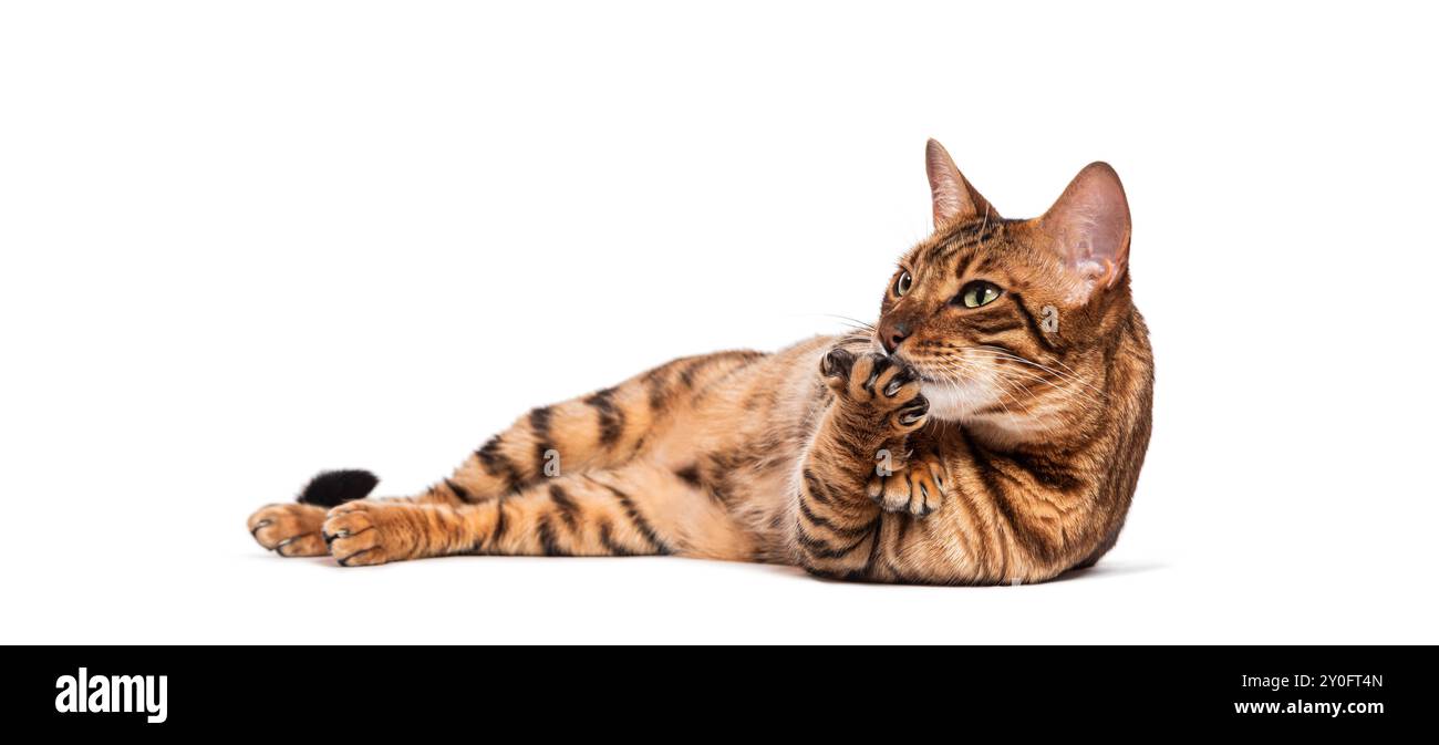 Chat Toyger couché sur le côté léchant sa patte et levant les yeux Banque D'Images