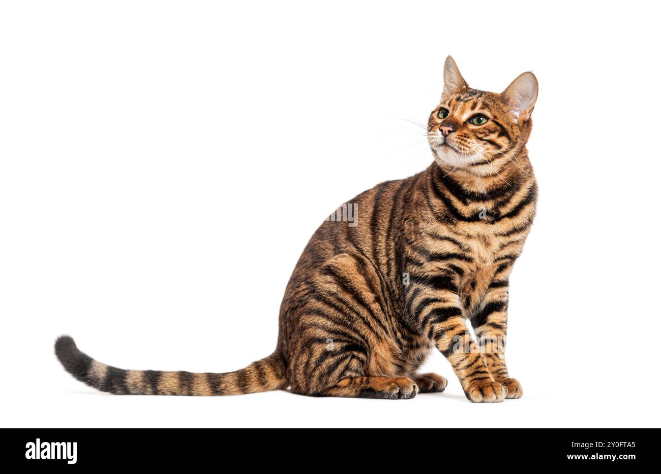 Toyger chat est assis et regarde vers le haut avec un fond blanc Banque D'Images