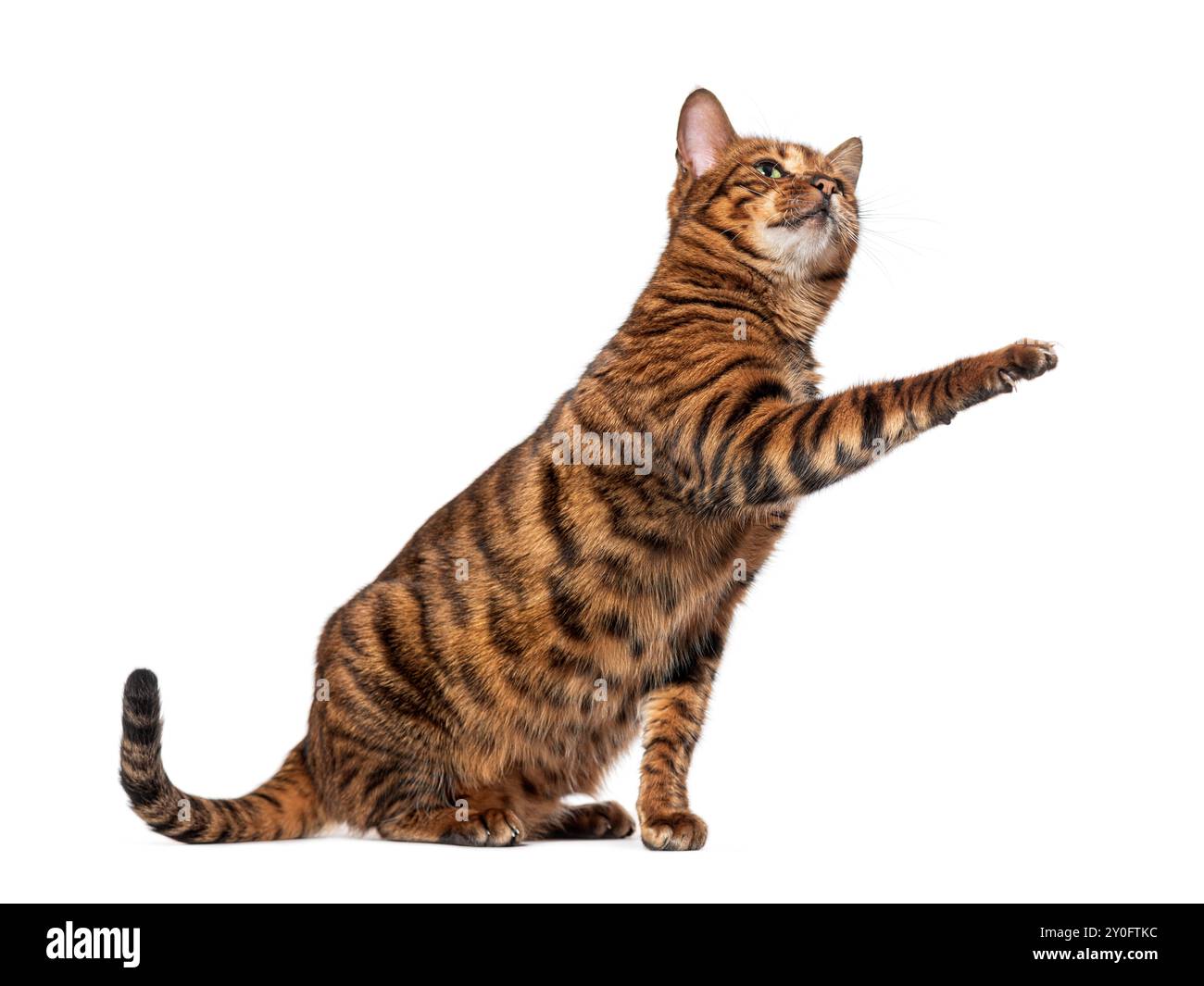 Chat Toyger soulevant la patte regardant vers le haut sur fond blanc Banque D'Images