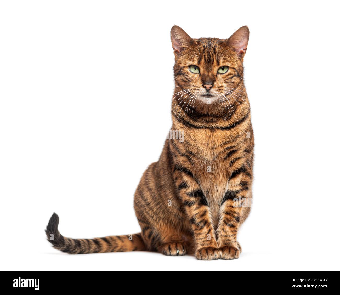 Chat toyger rayé assis et regardant la caméra, isolé sur blanc Banque D'Images