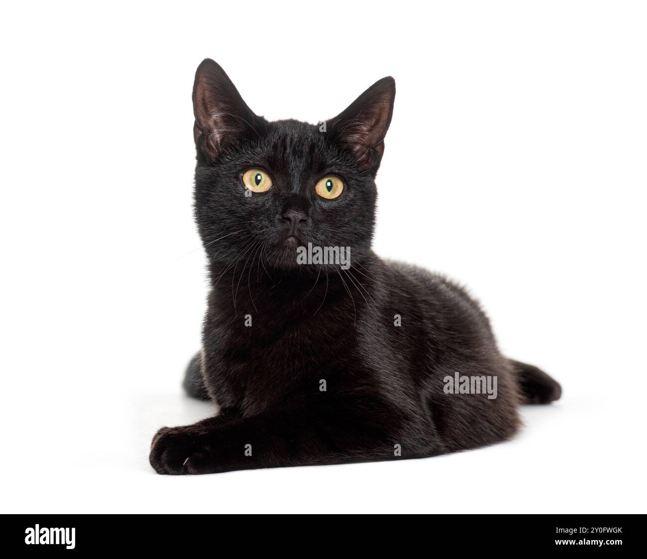 Chat noir avec les yeux jaunes couchés et levant les yeux avec intérêt Banque D'Images