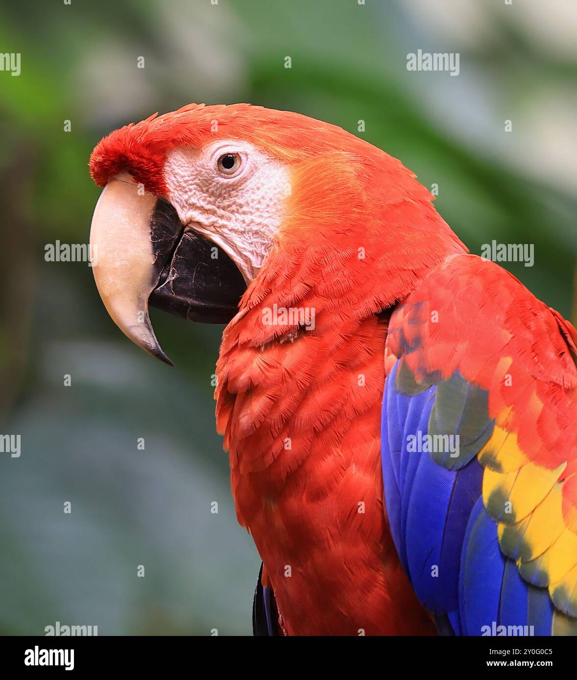 Portrait d'un aras écarlate sur fond vert Banque D'Images