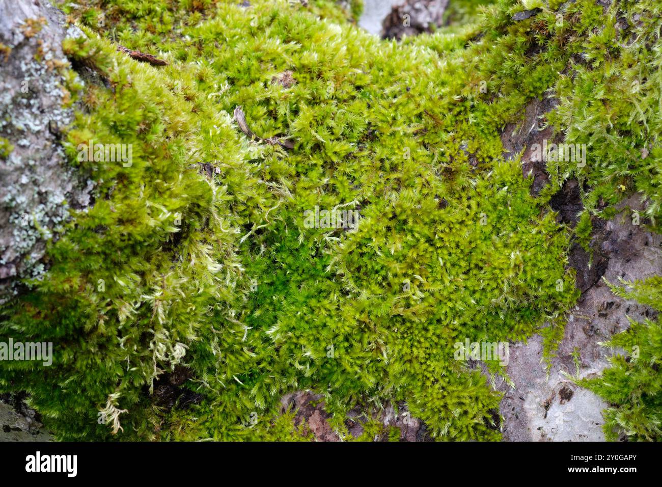 Mousse de paraelongum Eurhynchium poussant sur l'écorce d'un vieux pommier, Royaume-Uni. Banque D'Images