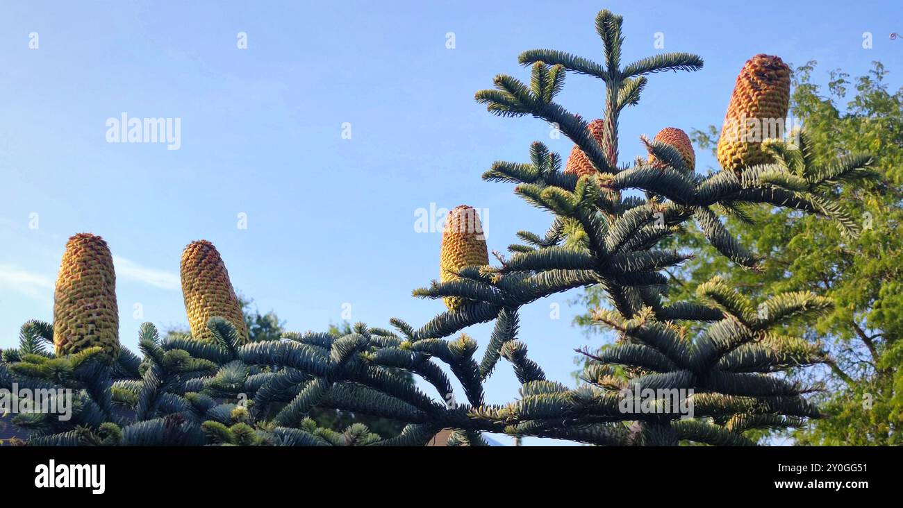 Cônes décoratifs sur les branches avec des aiguilles bleues d'un sapin noble (Abies procera glauca). Banque D'Images
