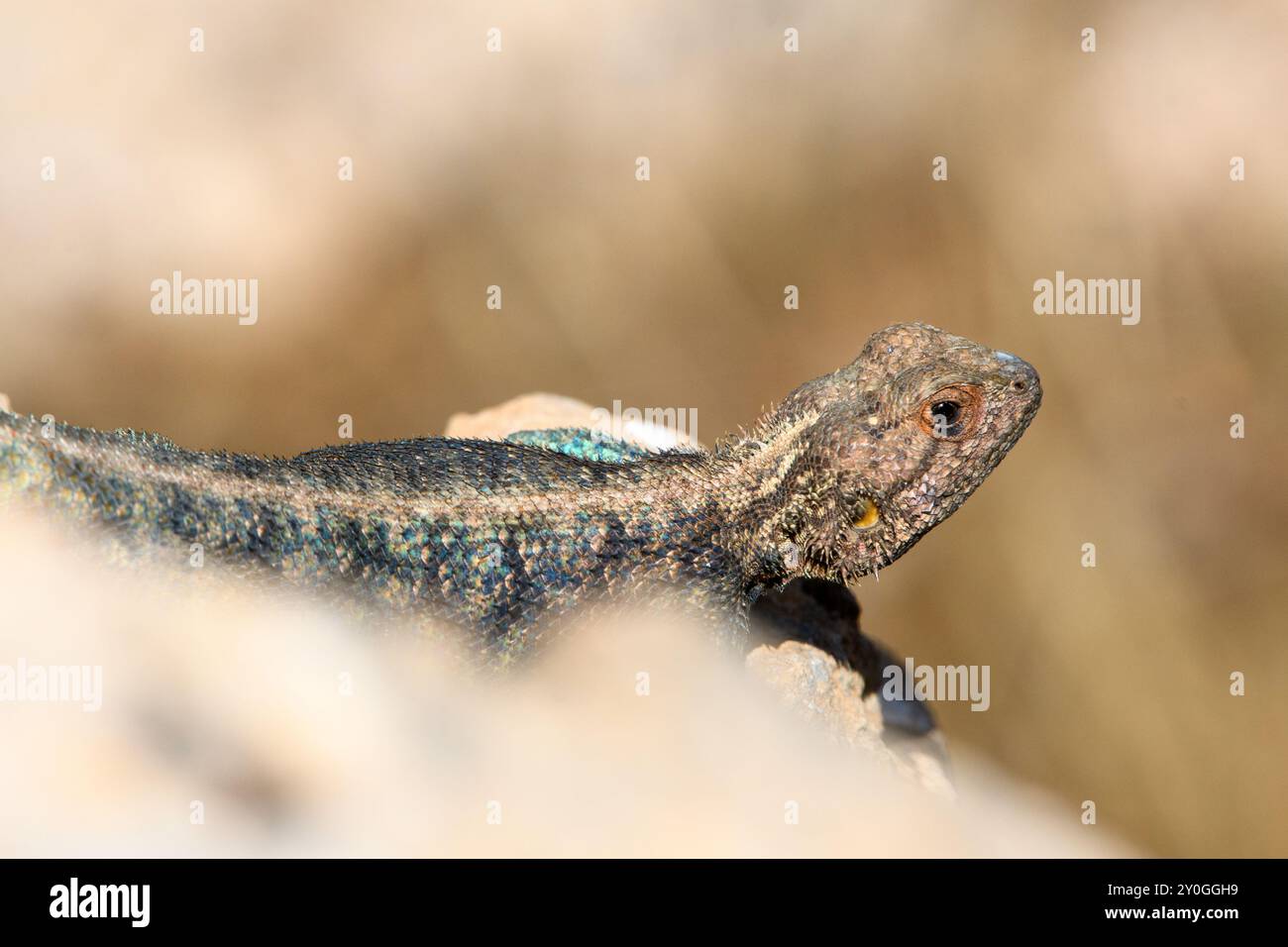 Gros plan d'Agama Bibronii (lézard rocheux d'Afrique du Nord) Banque D'Images