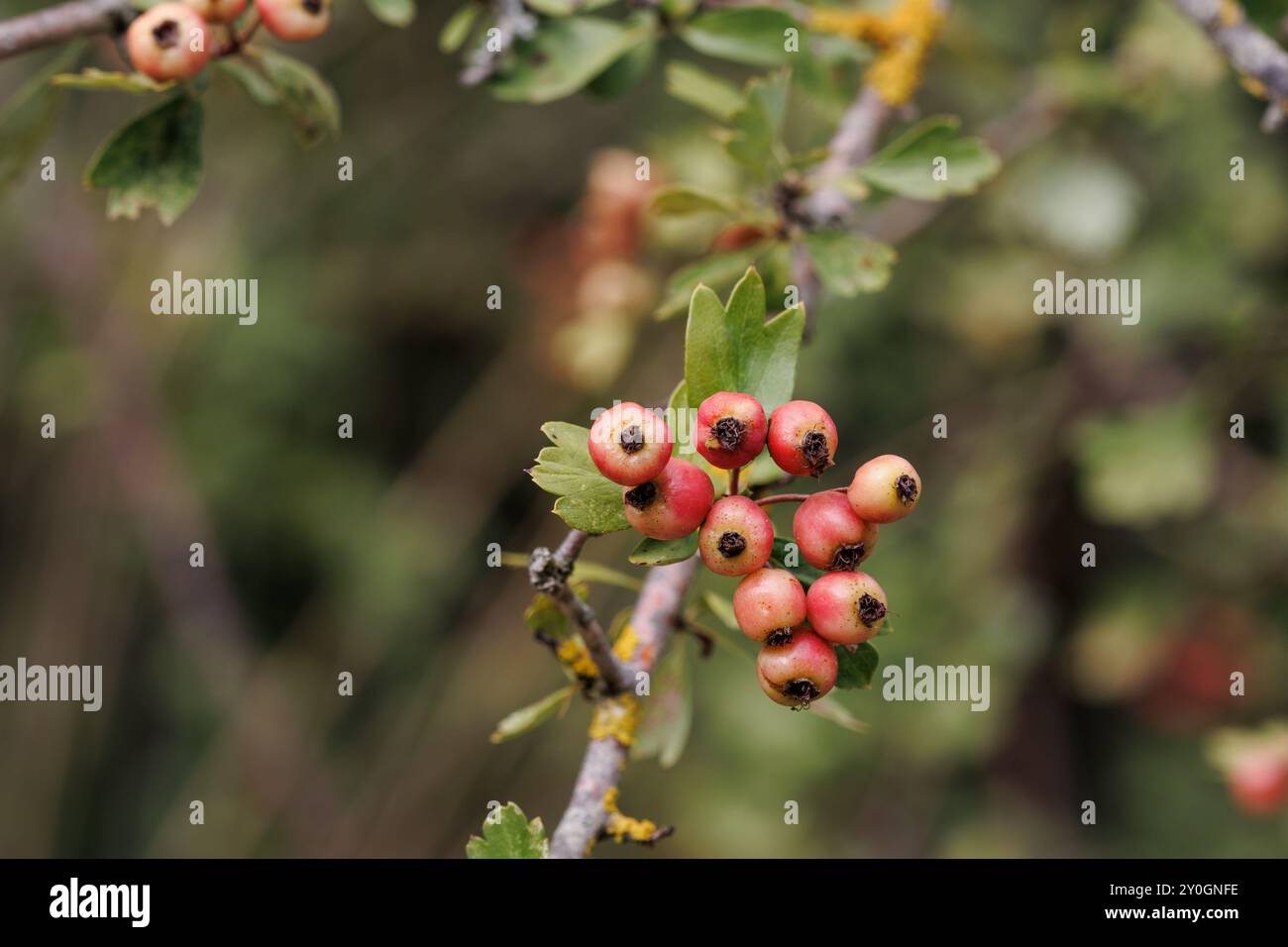 Baies comestibles d'aubépine, Crataegus monogyna, à la fin de l'été, Lorcha, Espagne Banque D'Images
