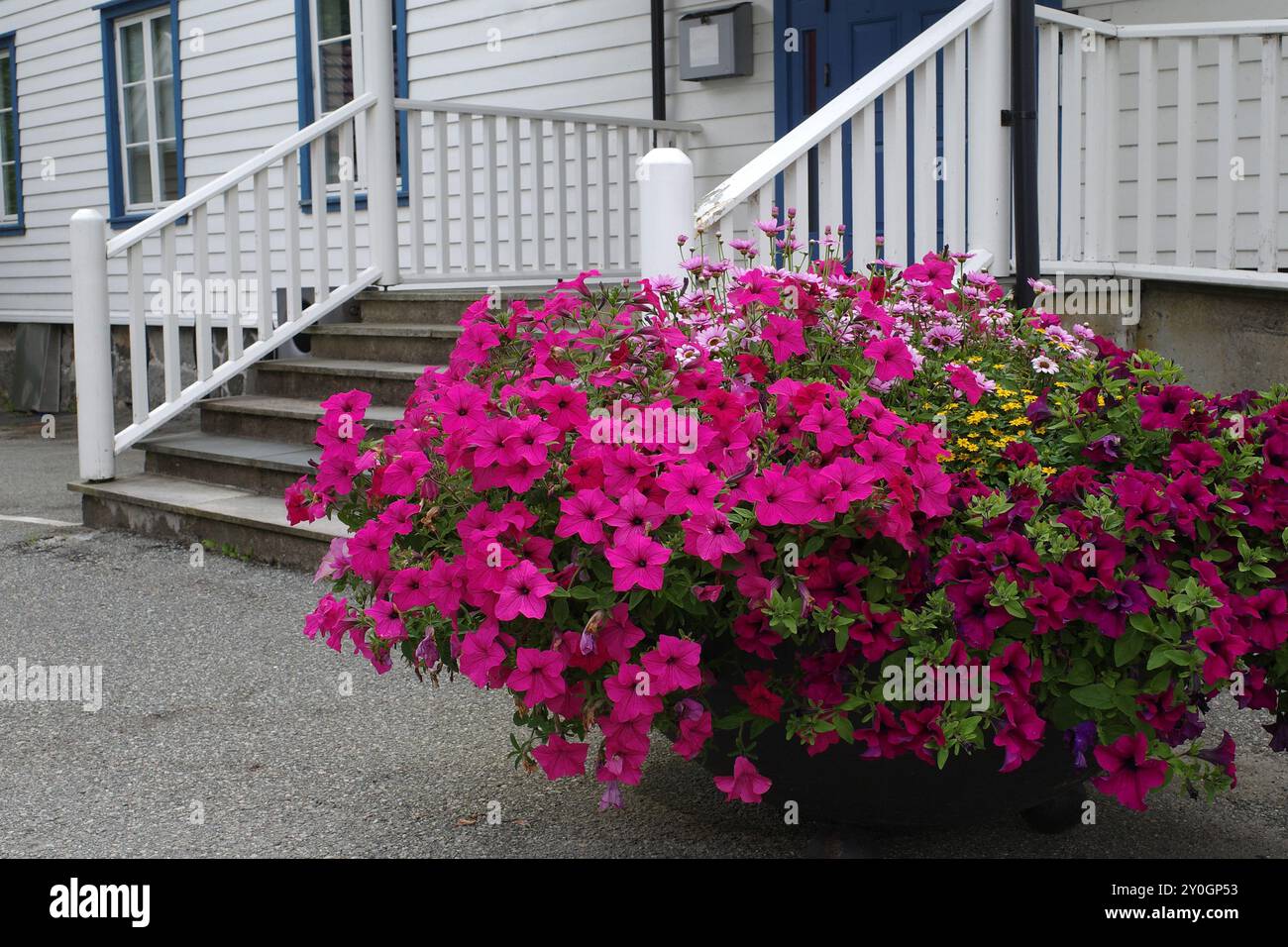 Un pot avec une énorme quantité de fleurs de pétunia rose devant les escaliers d'un bâtiment municipal blanc Banque D'Images
