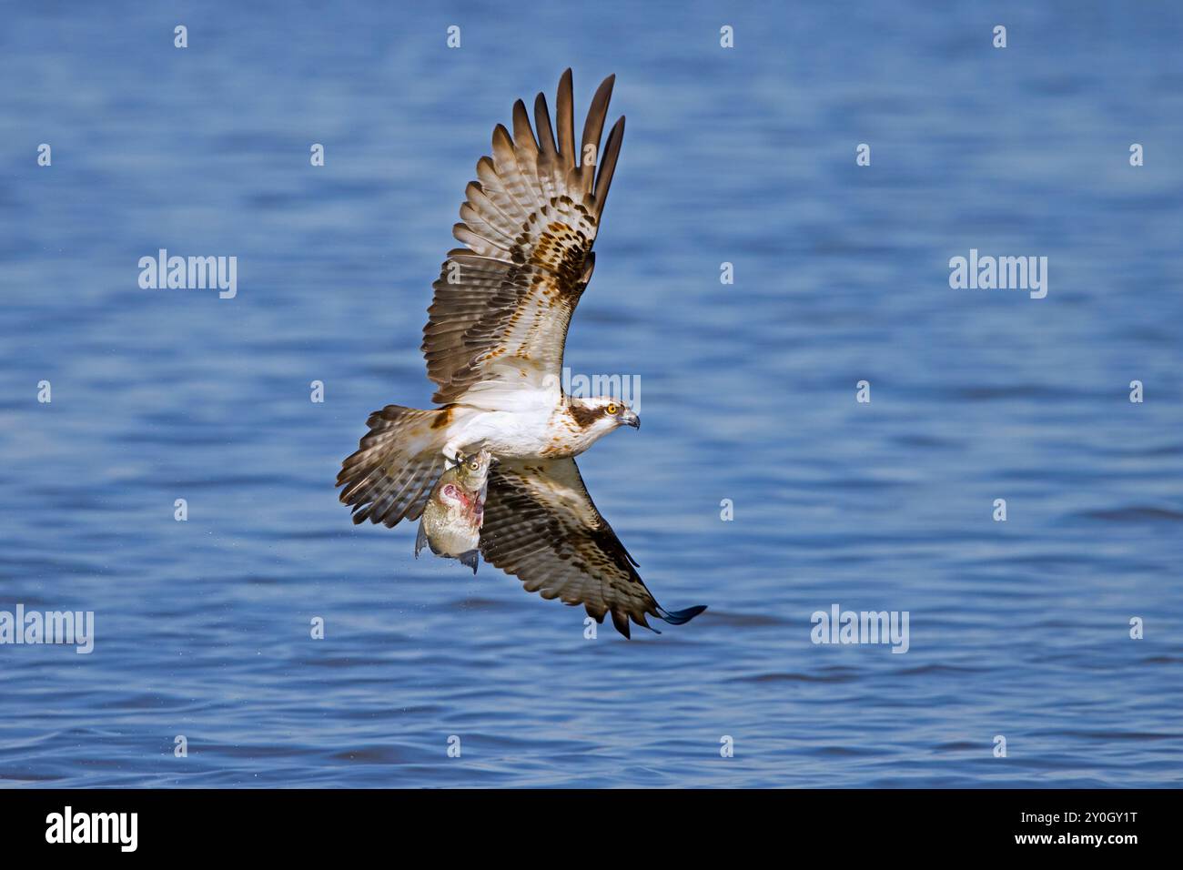 Le balbuzard de l'Ouest (Pandion haliaetus) attrape des poissons dans ses talons à la surface de l'eau du lac à la fin de l'été Banque D'Images