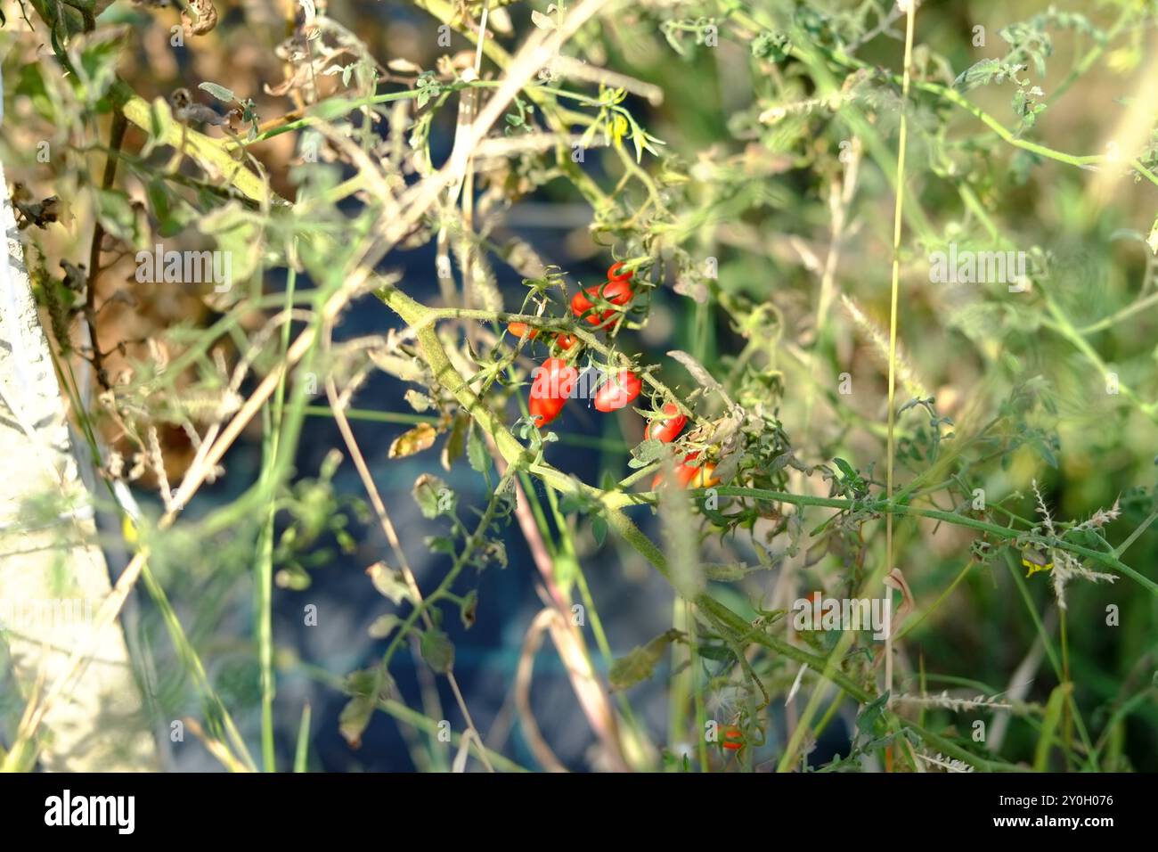 Tomates cerises mûres poussant sur la vigne avec des feuilles vertes luxuriantes, des couleurs vives et de la fraîcheur. Parfait pour les arrière-plans, évoquant une journée d'été ensoleillée en garde Banque D'Images