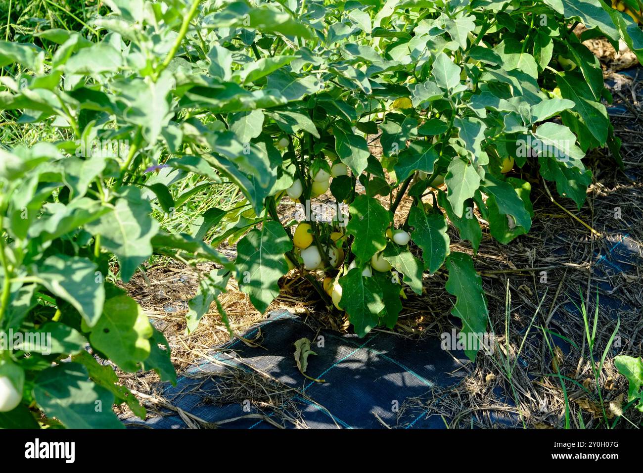 Aubergines blanches poussant sur une plante avec des feuilles vertes, dans une ferme utilisant des feuilles de plastique noir comme film de paillis pour supprimer les mauvaises herbes Banque D'Images