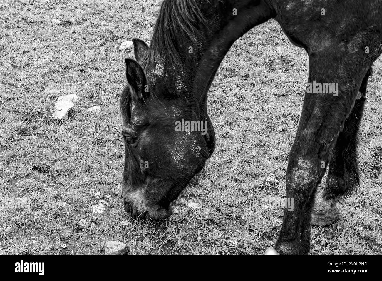 Un cheval noir pèle sur l'herbe dans un champ, la tête penchée vers le bas pour manger. Le corps du cheval est principalement obscurci, seuls sa tête et son cou sont visibles. Le Banque D'Images
