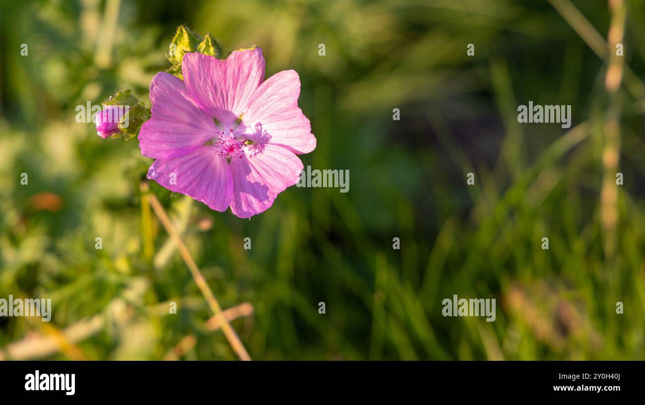 Une photographie rapprochée d'une délicate fleur rose prélassée par la chaleur du soleil, sur fond vert flou, capturant l'essence de la nature » Banque D'Images