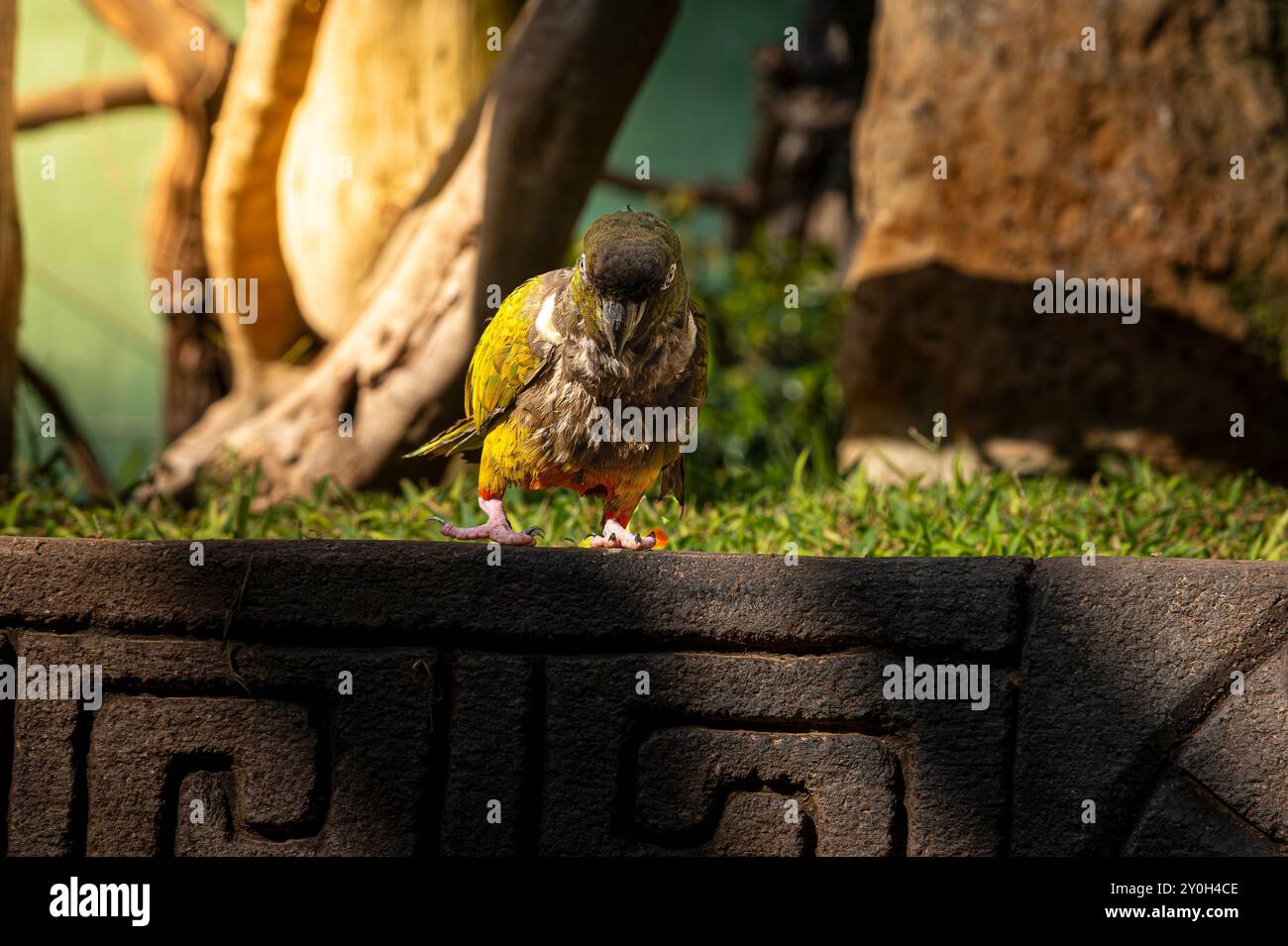 Burrowing Parrot Centre zoologique Minorque Banque D'Images