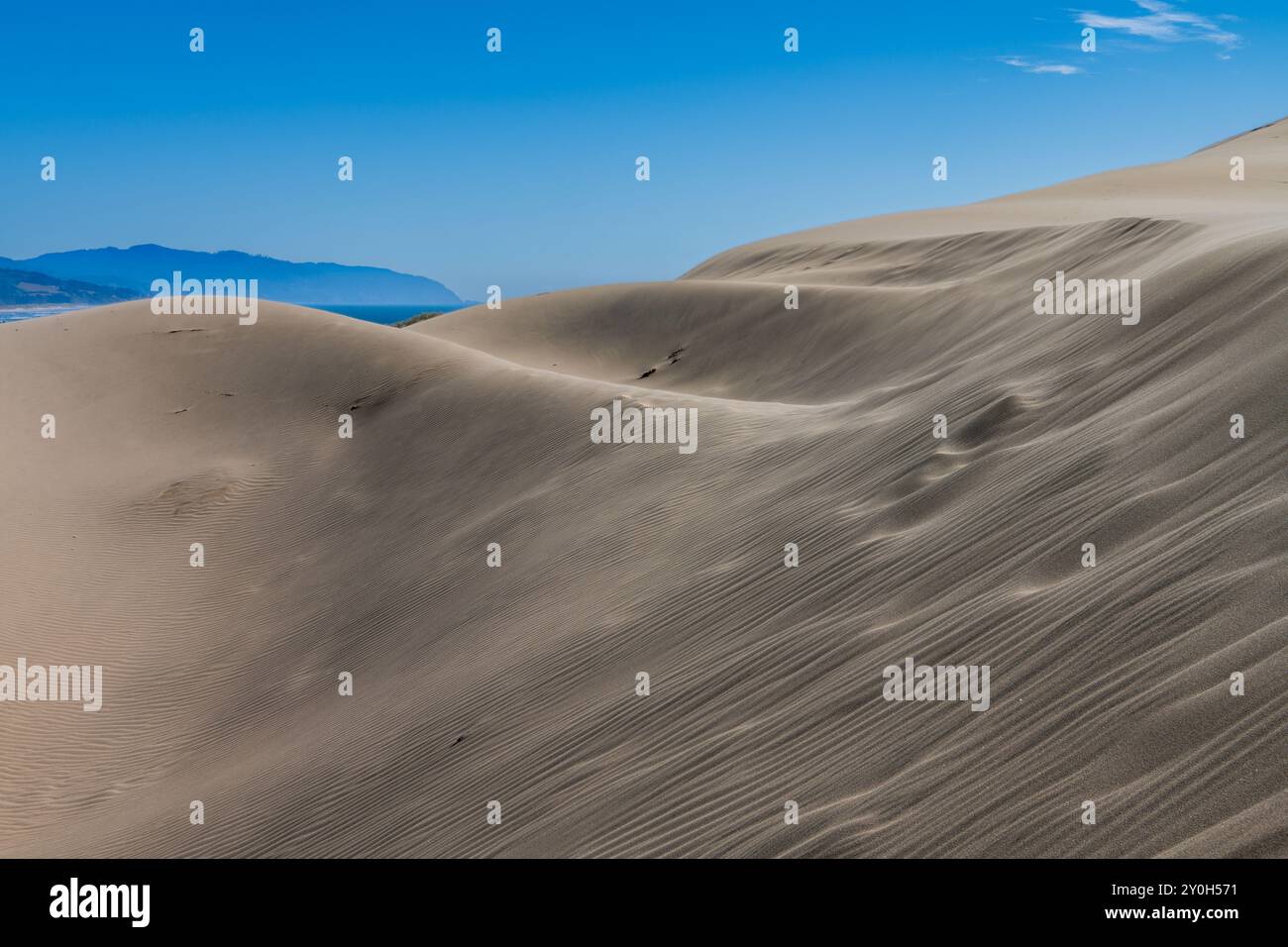 Dune de sable dans la zone naturelle de l'État de Cape Kiwanda, Oregon, États-Unis Banque D'Images