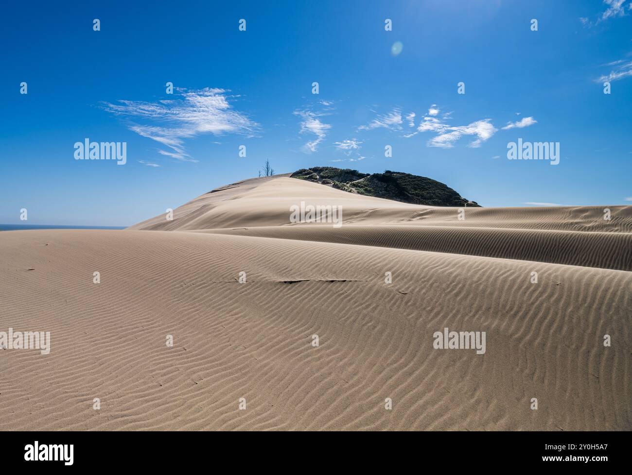 Dune de sable dans la zone naturelle de l'État de Cape Kiwanda, Oregon, États-Unis Banque D'Images