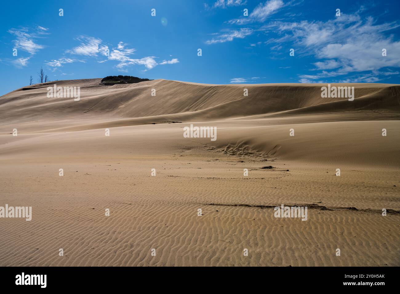 Dune de sable dans la zone naturelle de l'État de Cape Kiwanda, Oregon, États-Unis Banque D'Images