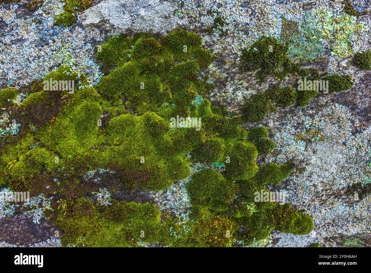 Une vue magnifique de mousse verte vibrante poussant gracieusement sur une surface de pierre à l'extérieur Banque D'Images