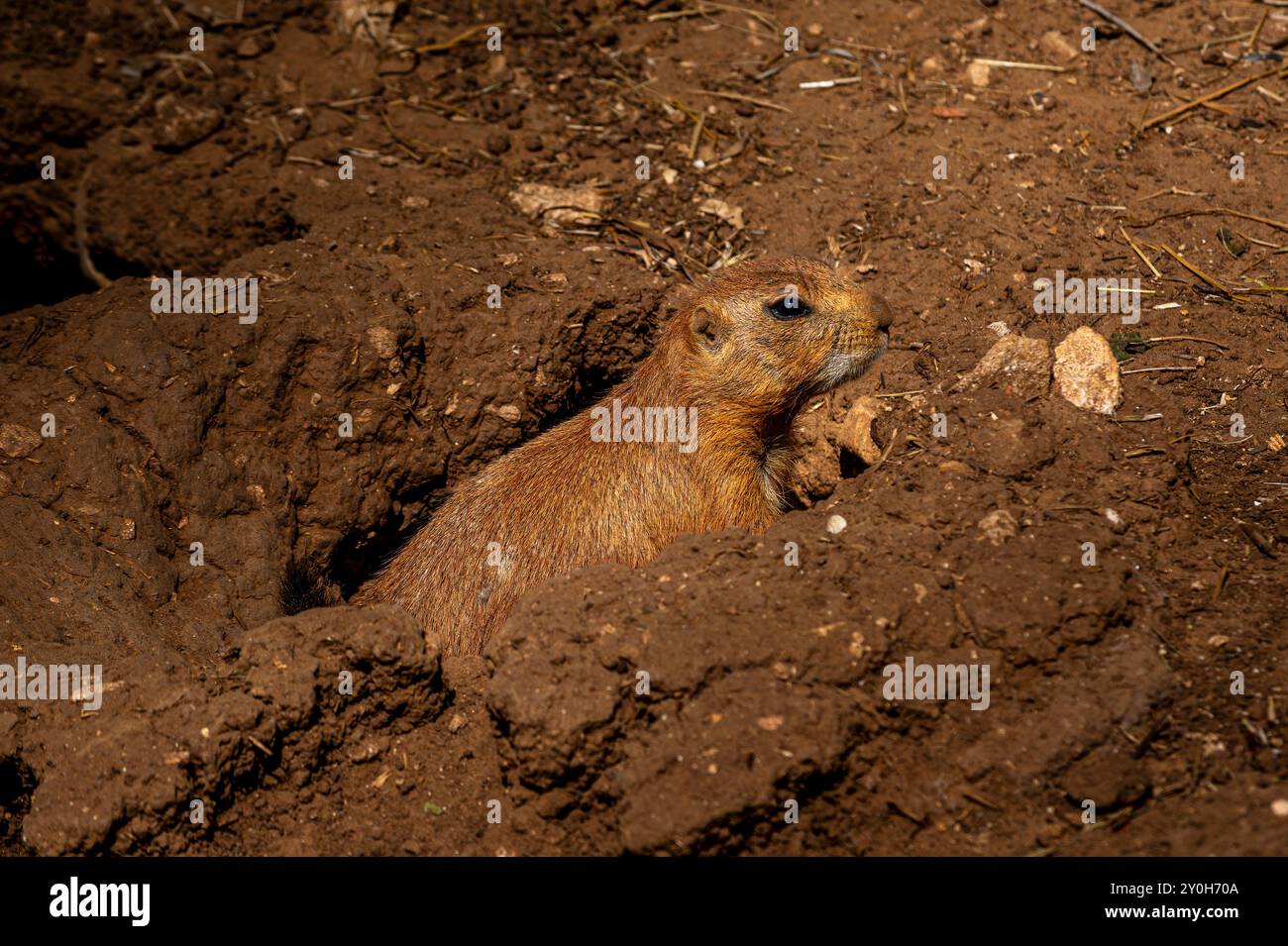 Prarie Dog Menorca Banque D'Images