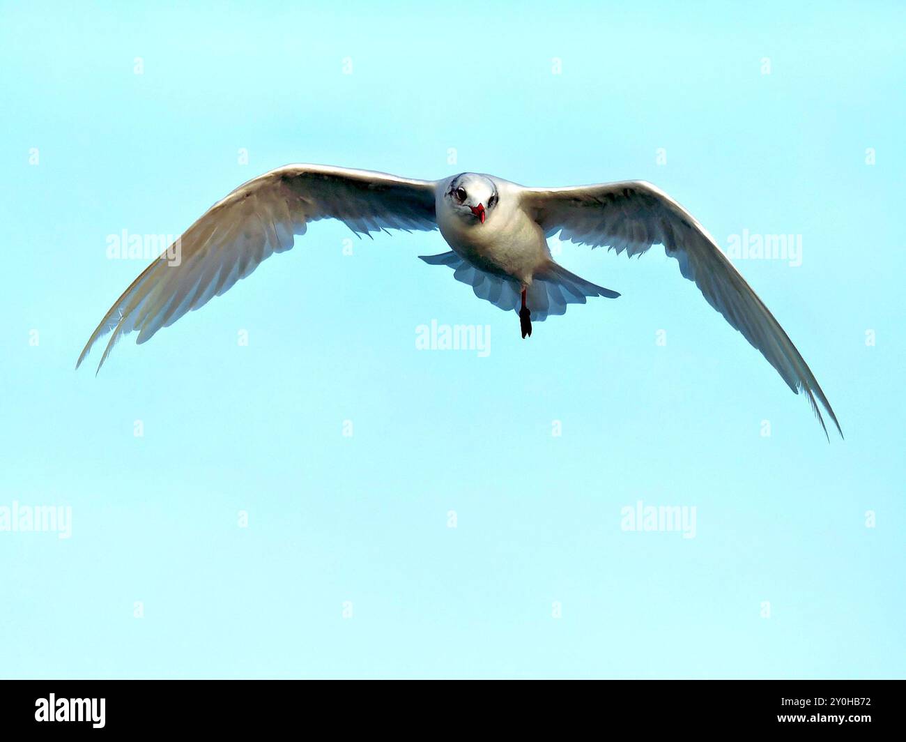 mouette mélanocéphale avec une seule patte Banque D'Images