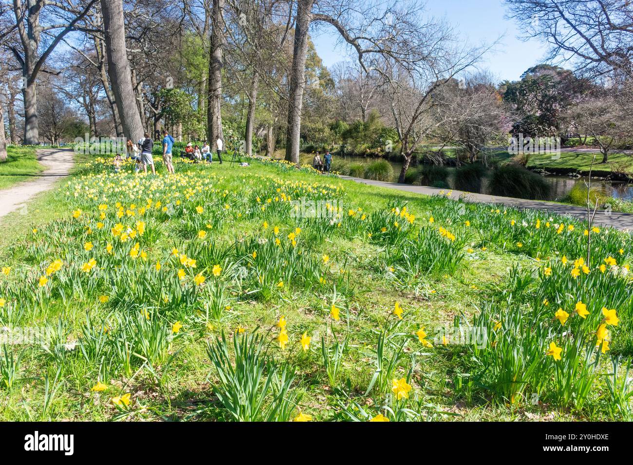 Jonquilles de printemps dans Woodland Garden, Christchurch Botanical Gardens, Christchurch Central, Christchurch (Ōtautahi), Canterbury, nouvelle-Zélande Banque D'Images