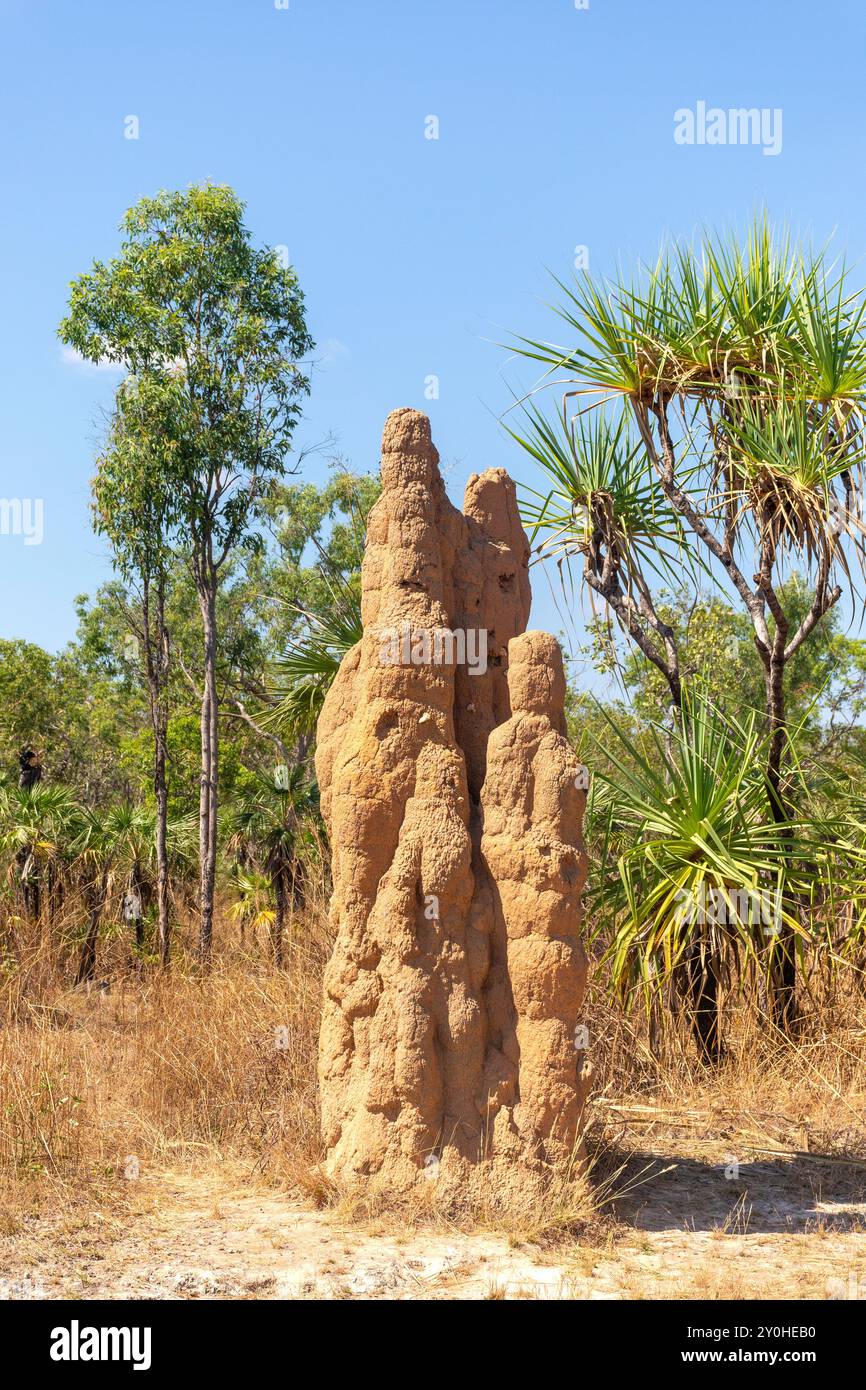 Monticules de termites de cathédrale (Nasutitermes triodiae), parc national de Litchfield, parc de Litchfield, territoire du Nord, Australie Banque D'Images