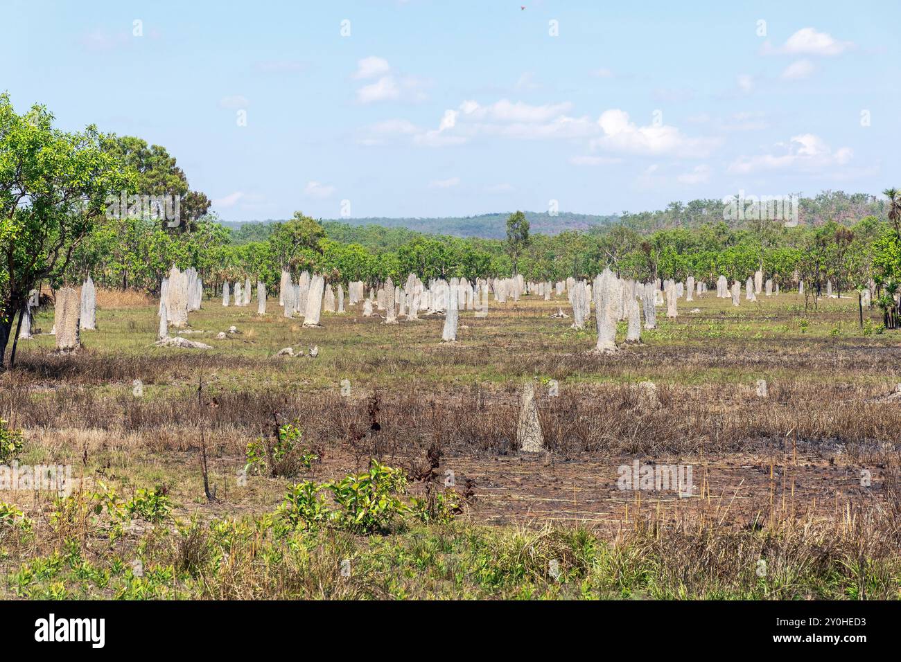 Champ de termitières cathédrales, tumulus de termites magnétiques (Nasutitermes triodiae), Parc national de Litchfield, territoire du Nord, Australie Banque D'Images