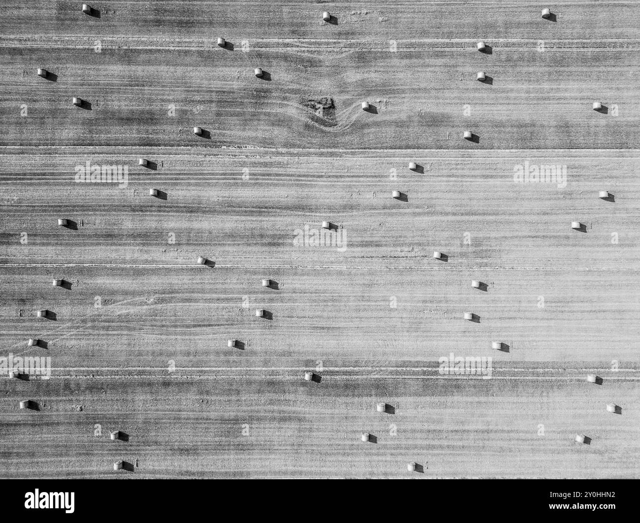 La perspective aérienne capture des balles de foin soigneusement arrangées dans un champ d'été, mettant en valeur le paysage agricole pendant la saison de récolte. Image en noir et blanc. Banque D'Images
