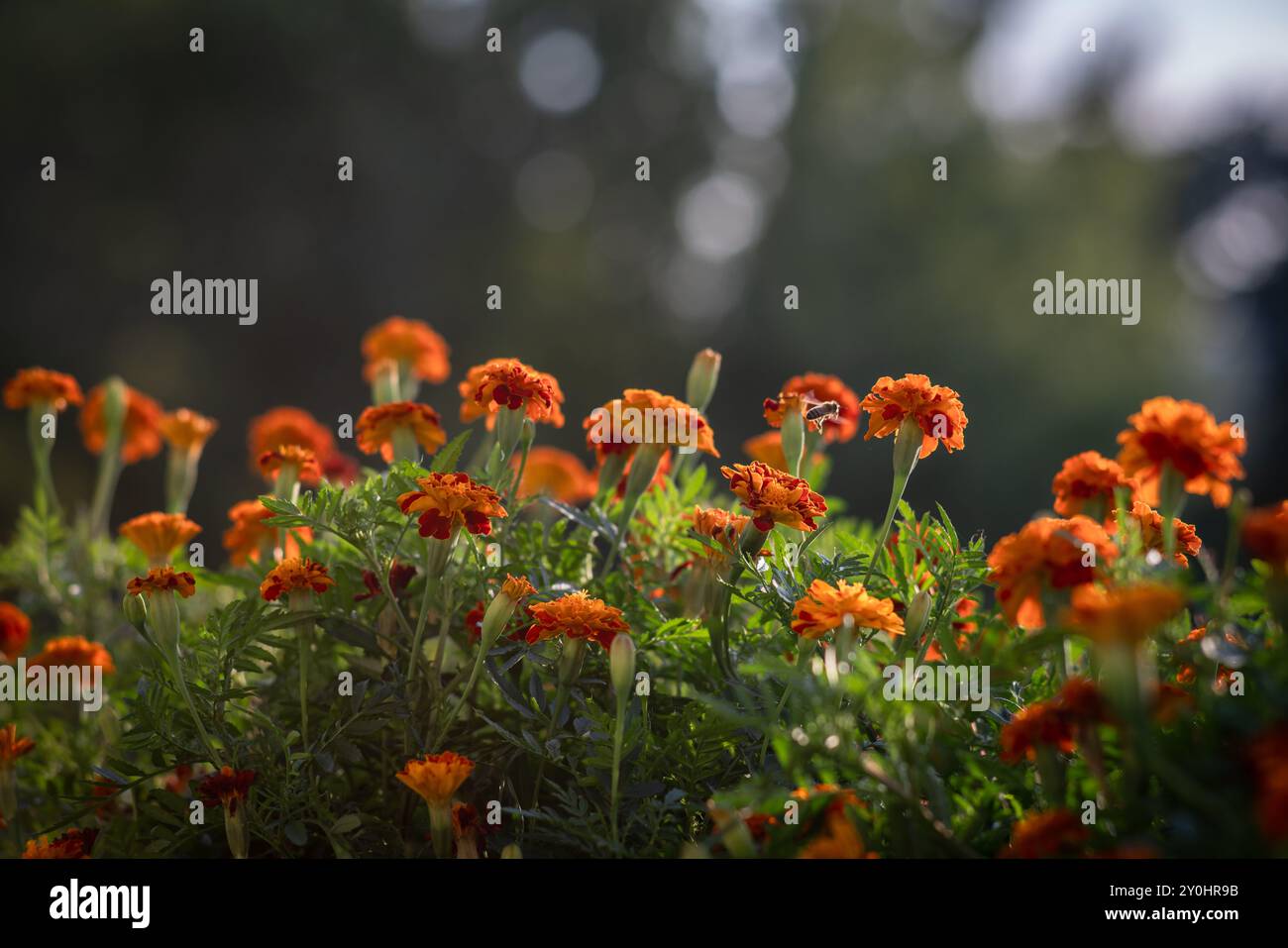 Fleurs patula en pot - plante française Marigold sur un balcon Banque D'Images