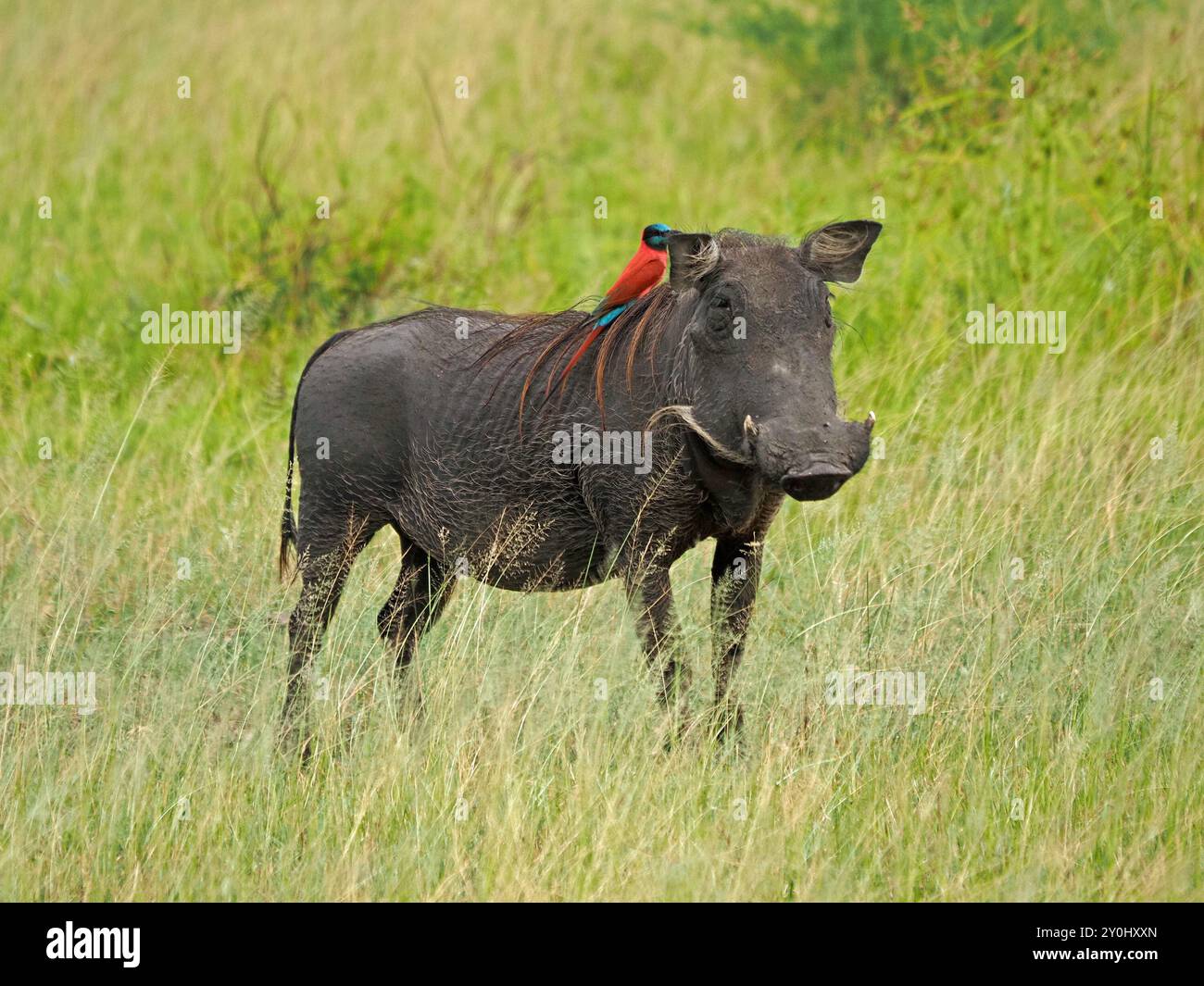 Phacochère commun (Phacochoerus africanus) avec mangeur d'abeilles carminées (Merops nubicus) perché sur la crinière ressemblant à une perruque rouge -Nyerere N P Tanzania,Africa Banque D'Images