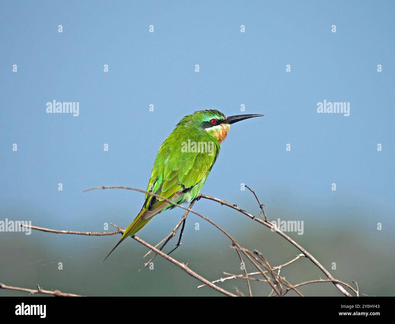 Portrait détaillé d'un mangeur d'abeilles à joues bleues (Merops persicus) perché sur une branche dans le parc national de Nyerere, Tanzanie Banque D'Images