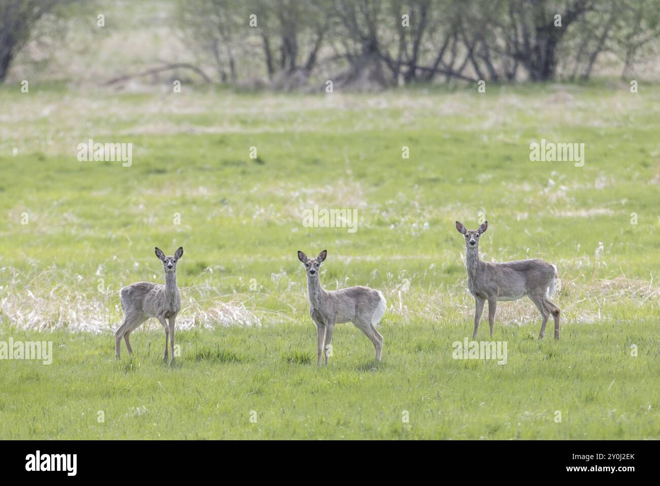 Un troupeau de cerfs se trouve dans un champ herbeux près de Newman Lake, Washington Banque D'Images