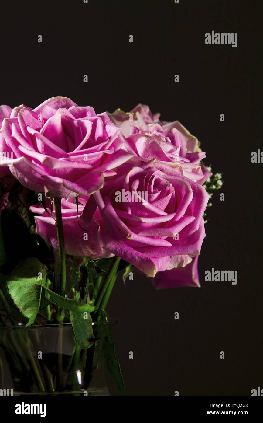 Une image de studio low key de roses roses roses dans un vase en verre Banque D'Images