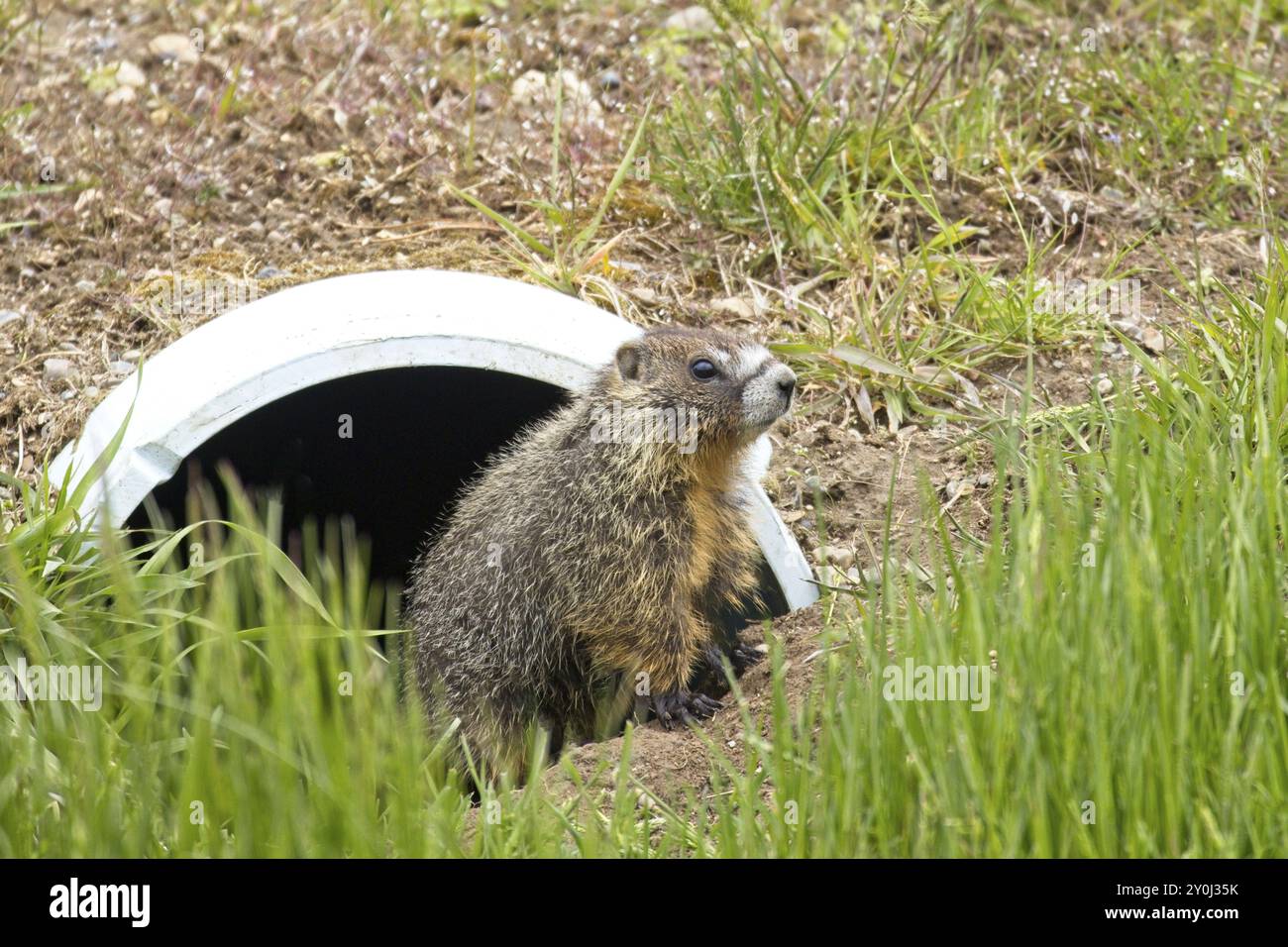 Une mignonne petite marmotte fougueuse regarde depuis un tuyau de drainage dans le nord de l'Idaho Banque D'Images