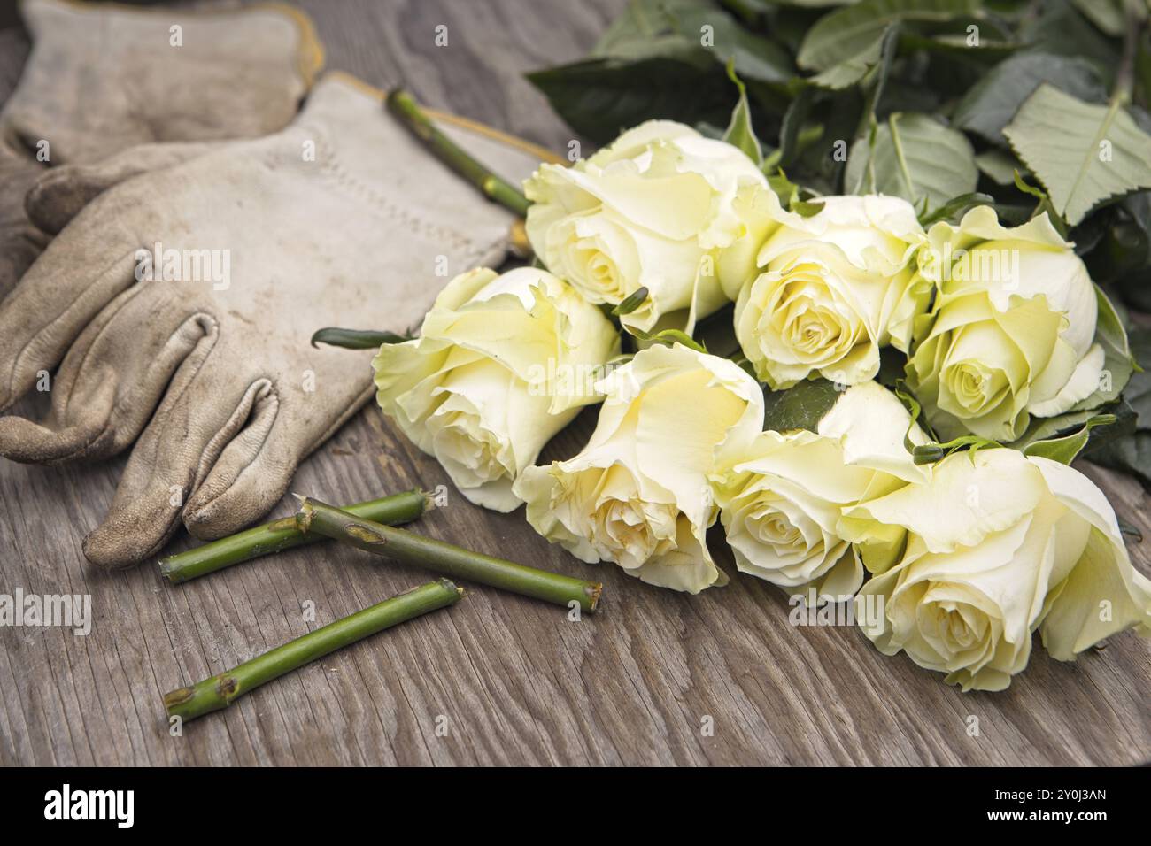 Une photo de roses fraîchement coupées sur un dessus de table en bois à côté de gants et de tiges coupées Banque D'Images