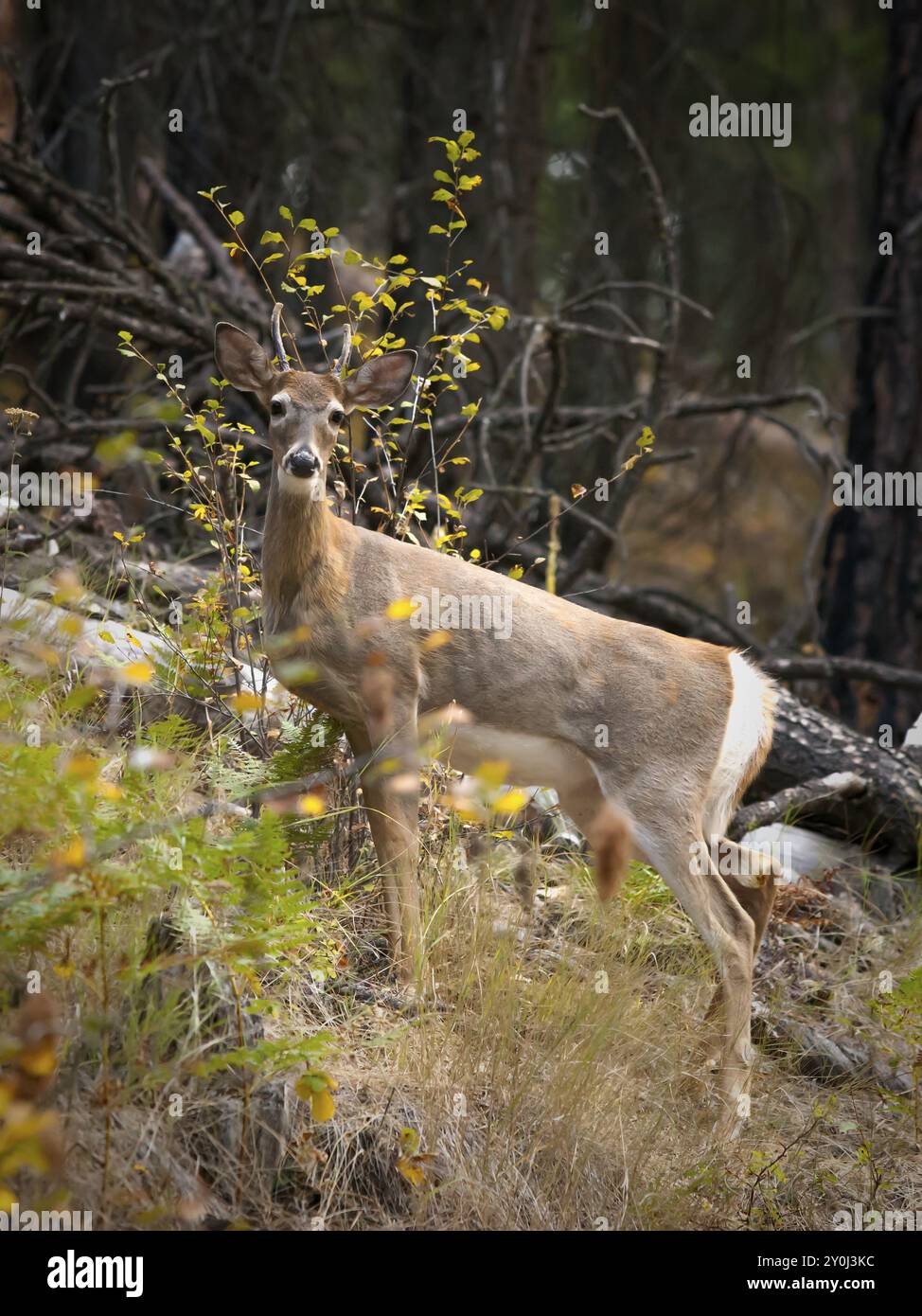 Un cerf à queue blanche regarde la caméra dans les bois du parc d'État de Heyburn près de Plummer, Idaho Banque D'Images