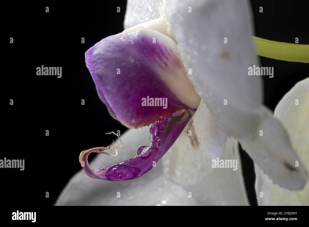 La macro photo de gouttes d'eau sur une jolie fleur d'orchidée Banque D'Images