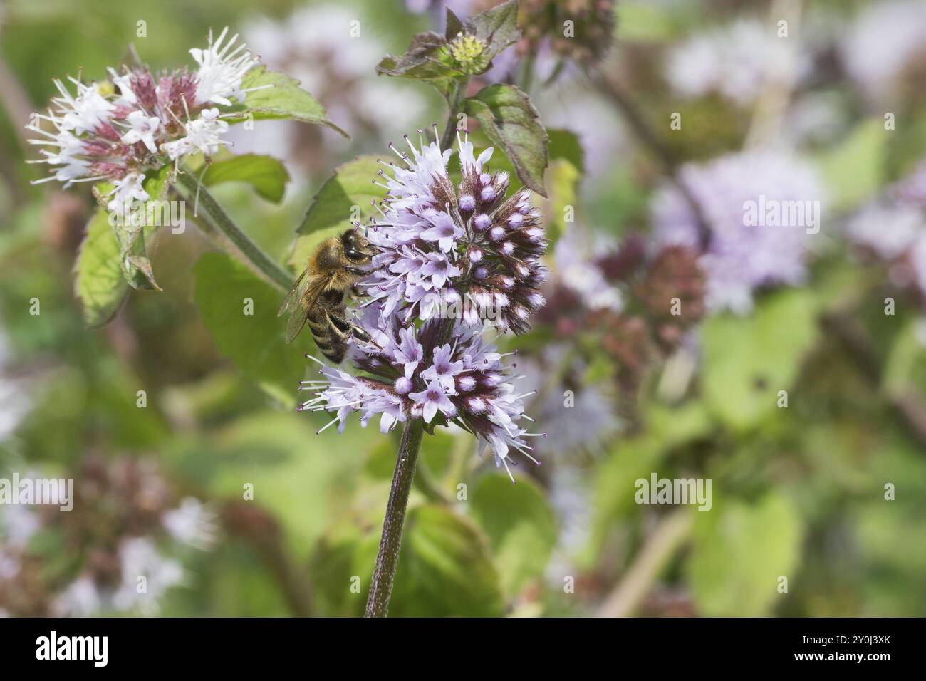 Abeille (apis mellifera) sur fleur de menthe aquatique (Mentha aquatica), floraison, Rhénanie du Nord-Westphalie, Allemagne, Europe Banque D'Images